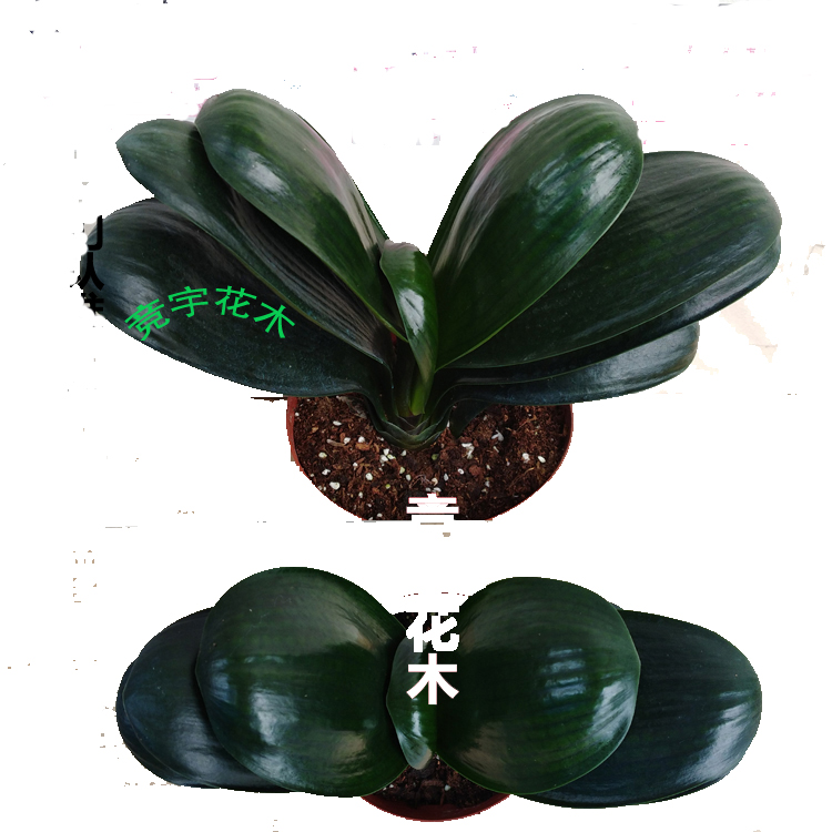 一物一拍精品圆头短叶元宝立板