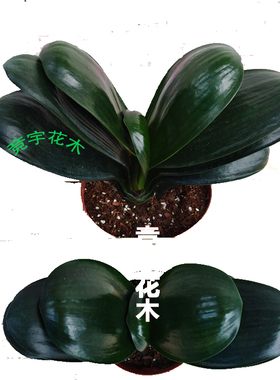 一物一拍精品圆头短叶元宝立板君子兰盆栽花卉室内高端绿植特价