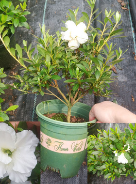 耐寒耐晒南通五宝绿珠重瓣杜鹃花盆栽室内外客厅阳台非常好养四季