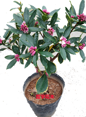 带花苞耐寒浓香型金边瑞香花苗盆栽室内客厅阳台庭院好养四季绿植