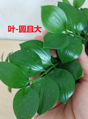 圆叶竹柏桌面阳台驱蚊四季常青绿