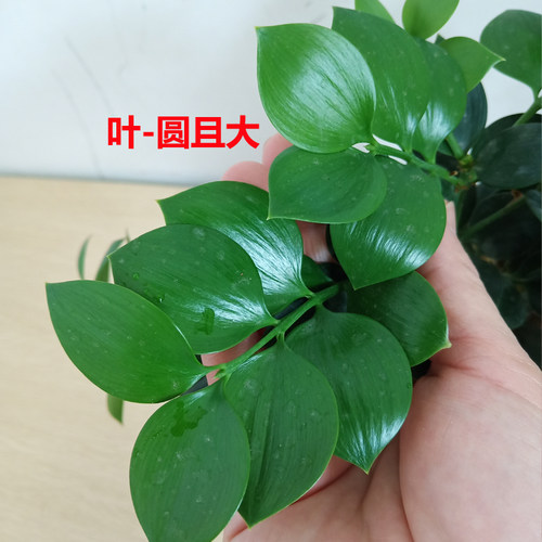 圆叶竹柏桌面阳台驱蚊四季常青绿