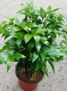 耐寒耐热竹柏盆平安竹室内客厅桌面阳台驱蚊好养四季长青植物原生