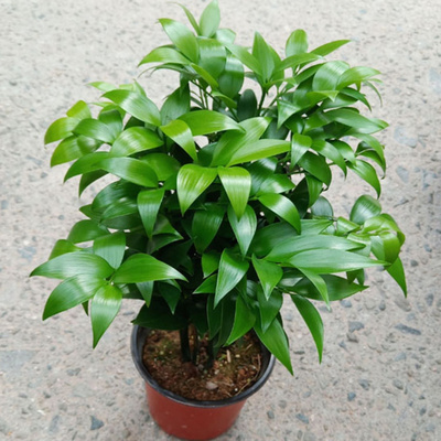 驱蚊耐寒竹柏四季常青好养植物