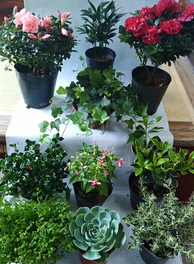 豆瓣绿长春藤金边金鱼吊兰瑞香竹柏杜鹃花卉盆栽室内客厅四季绿植