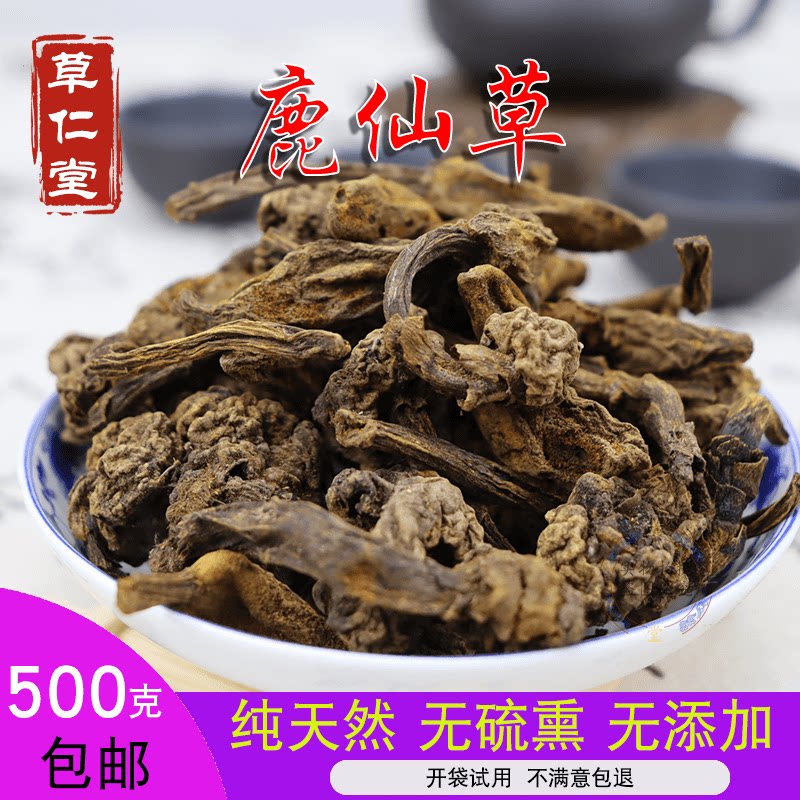 云南野生中药材鹿仙草 不上莲 通天蜡烛 石上莲 山菠萝