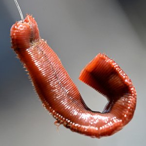 腌制本虫海钓鱼饵钓饵秘制扁食黄三黄姑黄鱼鲷科鱼类 顺丰发货快