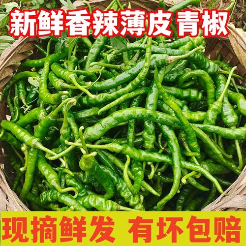 【辣爆了】精品特辣正宗青椒二荆条现摘现发农家自种本地辣椒新鲜