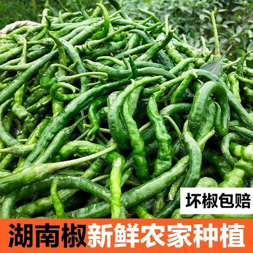 【湖南辣椒】特辣正宗青椒二荆条现摘现发农家自种本地辣椒新鲜