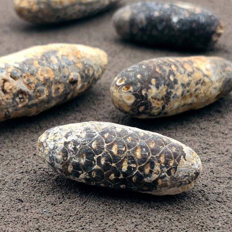 天然摩洛哥玉化玛瑙质植物木贼松果种子果实化石原石科普教学标本,饰品/流行首饰/时尚饰品新,摆件,淘宝优惠券,粉丝福利购,淘宝优惠卷