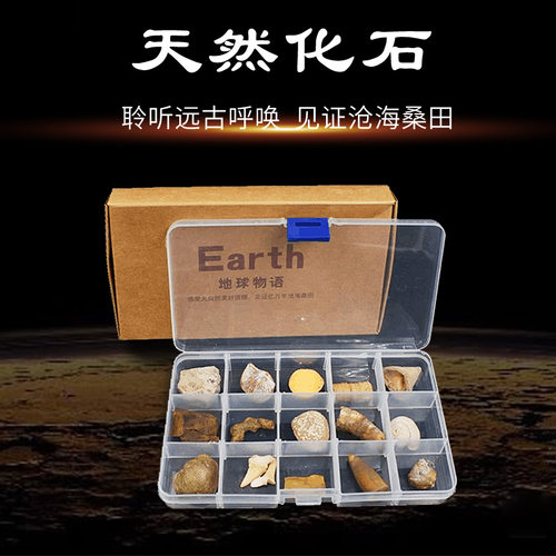 天然菊石三叶虫琥珀化石套盒标本