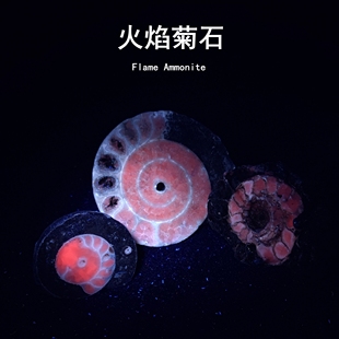 天然东帝汶火焰菊石荧光矿物海洋生物化石切片斑彩螺科普教学标本