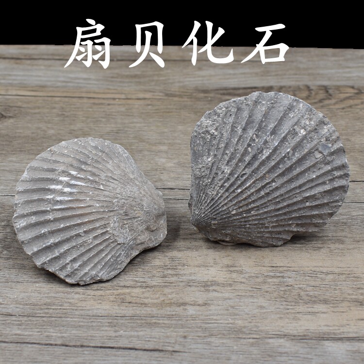天然双壳类贝壳化石扇贝化石古海洋动物化石地质科普教学标本收藏