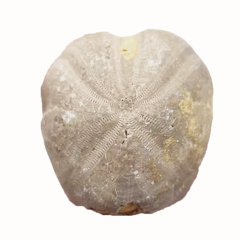 天然海胆化石标本棘皮动物原石头