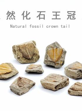 天然三叶虫王冠虫化石教学标本