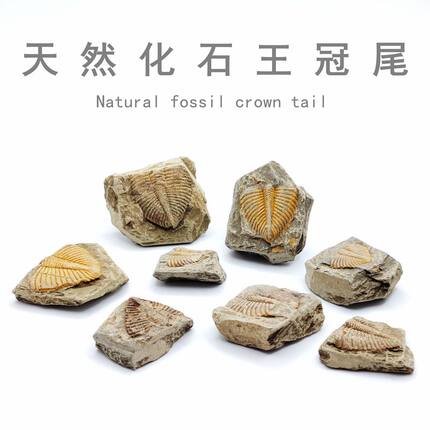 三叶虫尾巴王冠虫古生物化石原石狼鳍鱼昆虫植物化石科普教学标本