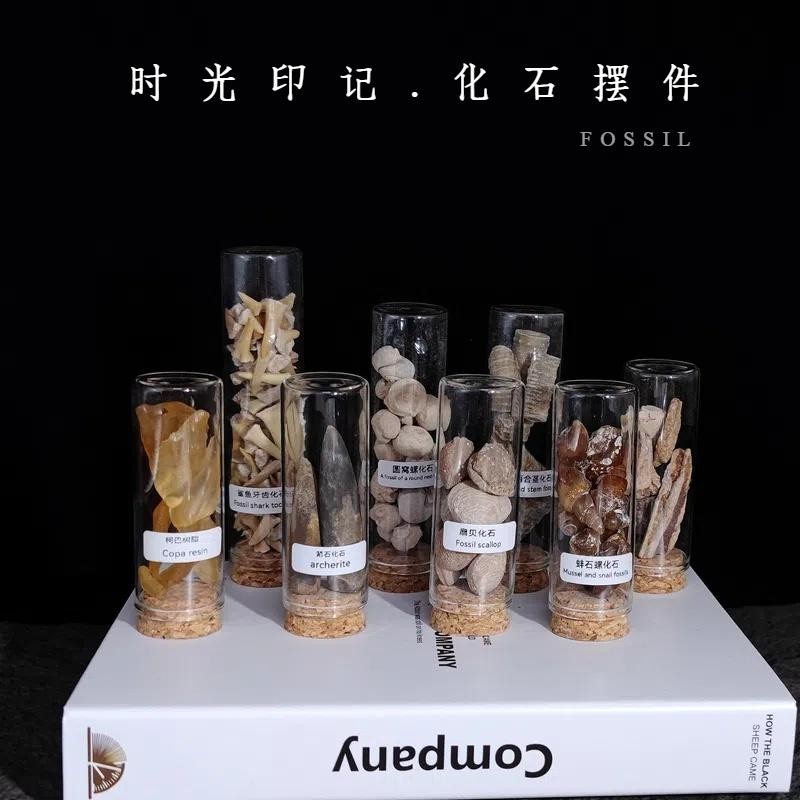天然古生物化石摆件瓶装鲨鱼牙齿贝类原石头标本地质科普收藏礼物