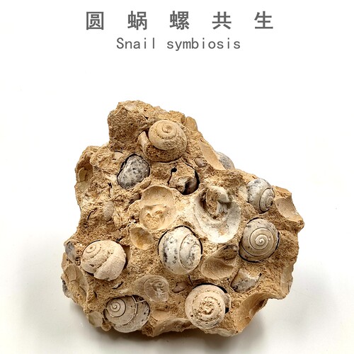 天然蜗牛化石标本圆蜗螺化石摆件