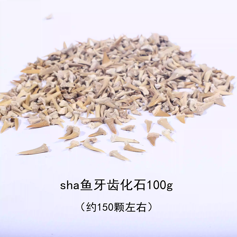 天然摩洛哥锥齿鲨鱼牙齿化石原石头儿童地质科普教学标本收藏摆件,饰品/流行首饰/时尚饰品新,摆件,淘宝优惠券,粉丝福利购,淘宝优惠卷