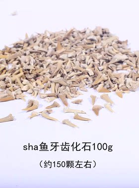 鲨鱼牙齿化石标本原石头牙齿化石