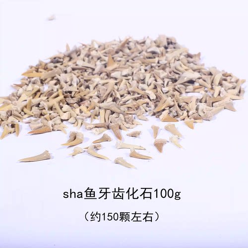 鲨鱼牙齿化石标本原石头牙齿化石