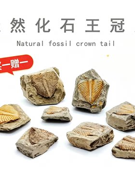 天然三叶虫王冠虫化石教学标本