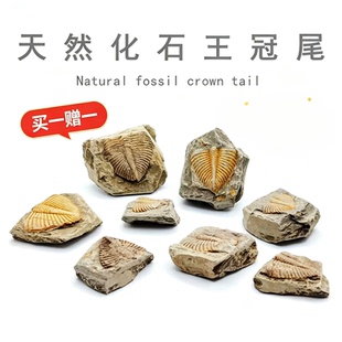 三叶虫尾巴王冠虫古生物化石原石狼鳍鱼昆虫植物化石科普教学标本