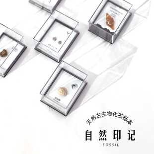天然古生物化石鲨鱼牙齿三叶虫菊石动物化石标本科普儿童礼物摆件