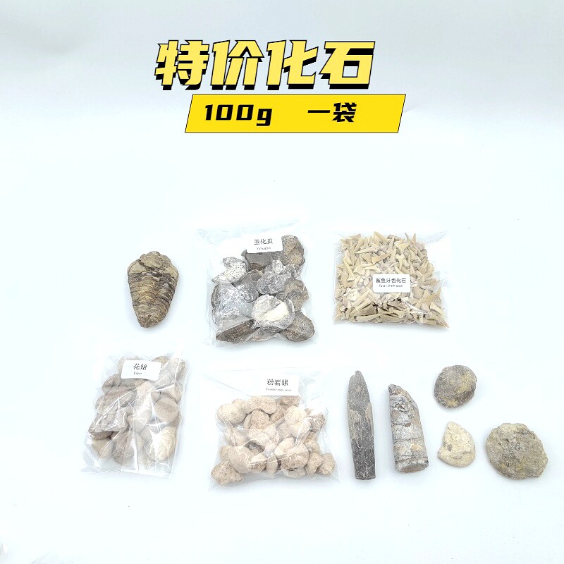 古生物化石牙齿三叶虫化石原石头