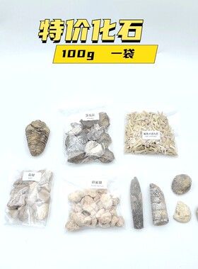 古生物化石牙齿三叶虫化石原石头