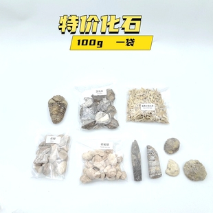 天然古生物鲨鱼牙齿三叶虫贝壳石燕菊石海螺原石地质科普教学标本
