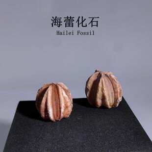 天然二叠纪古海洋生物海蕾棘皮动物化石原石地质科普教学标本摆件