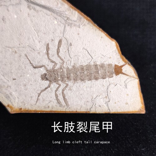 天然侏罗纪长肢裂尾甲昆虫古生物化石原石头地质科普教学标本收藏