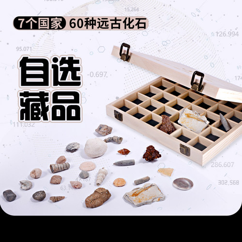 古生物化石植物化石地质化石标本