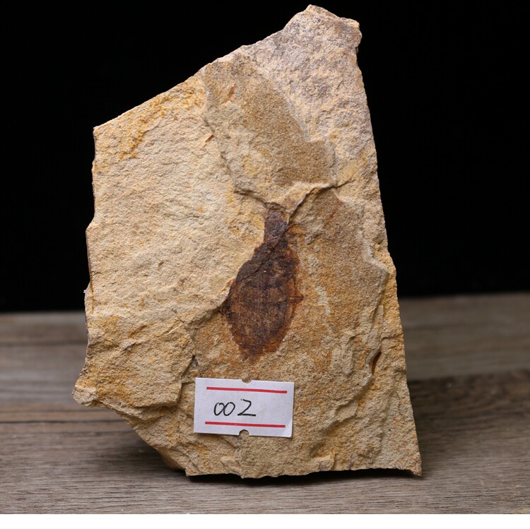 白垩纪昆虫化石天然昆虫化石原石长肢裂尾甲化石原石教学标本摆件