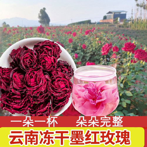 墨红玫瑰花冠大朵可食用