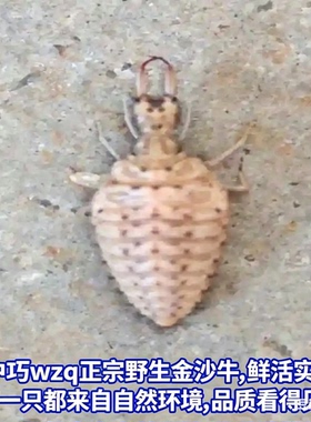 活金沙牛地牯牛倒退虫沙谷牛沙牛蚁狮地拱沙猫沙虱活体野生昆虫
