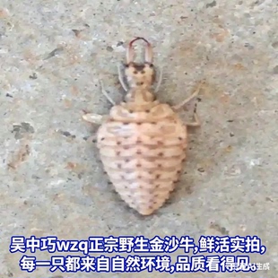 活金沙牛地牯牛沙钻倒退虫沙谷牛沙牛蚁狮地拱沙虱活体野生昆虫