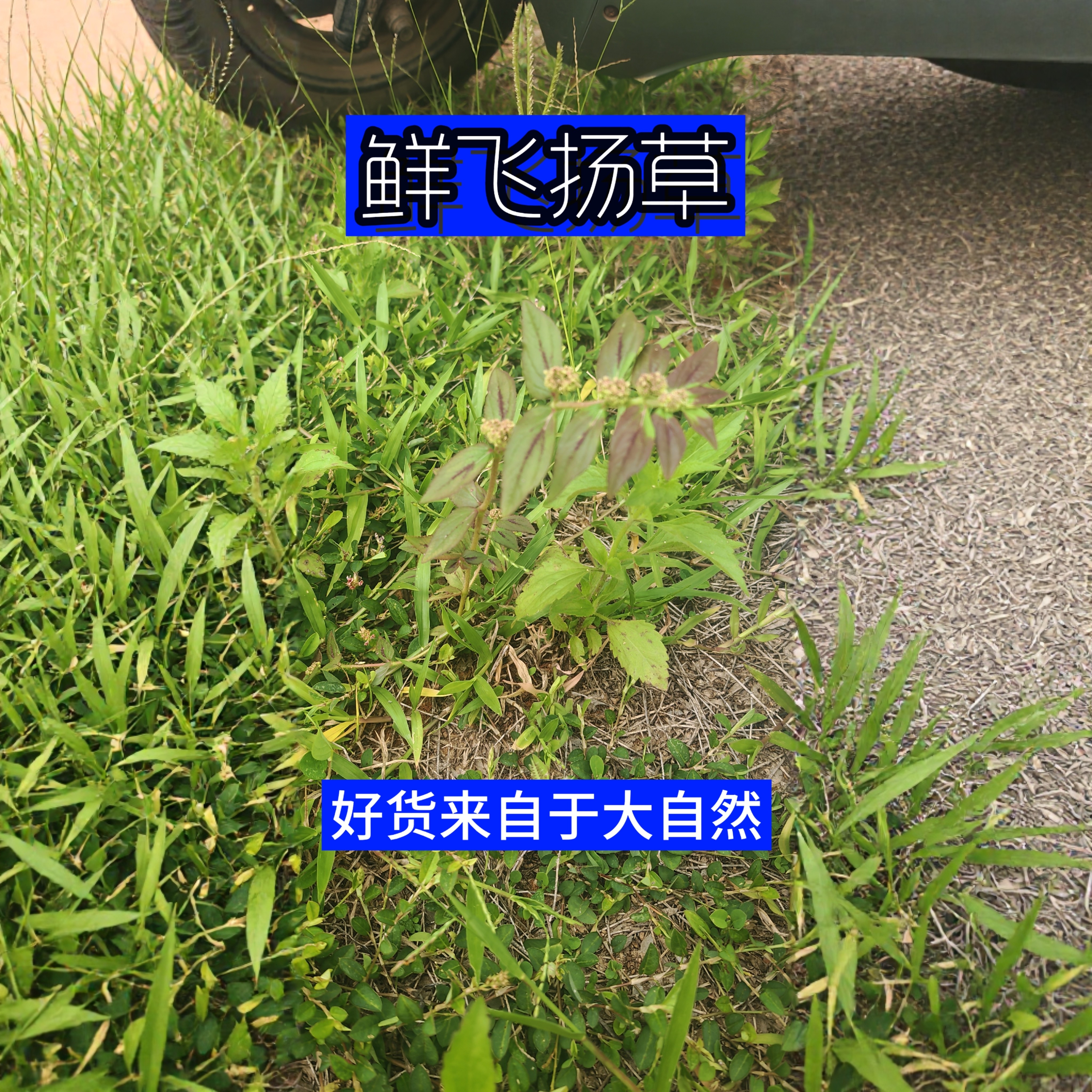 广东湛江野外原生新鲜飞扬草 大乳汁草节节花奶浆草 鲜草现挖现发