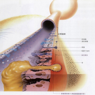 黏膜损伤猫咪慢性呼吸道感染滴鼻液猫鼻支杯状鼻炎打喷嚏狗狗
