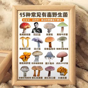 常见 有毒野生菌宇将军肖像画创意挂画卧室桌面小摆台警示牌抽象