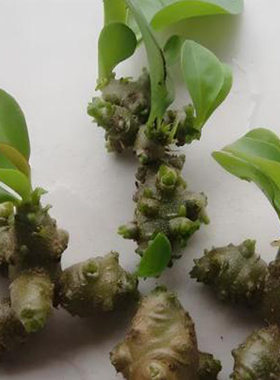 藤三七腾三七种球可种植食用泡酒