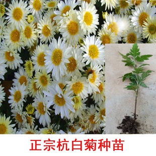 现挖带根杭白菊苗子中国四大名菊之一正宗包对版花朵泡茶阳台盆栽