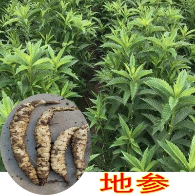 地参带根苗子可食用中药材泽兰