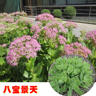 阳台庭院盆载景观花卉八宝景天活血三七蝎子草止痒植物带根种苗