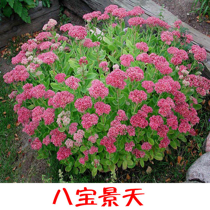 阳台庭院观赏植物 八宝景天 长药八宝 活血三七 白花蝎子草种苗