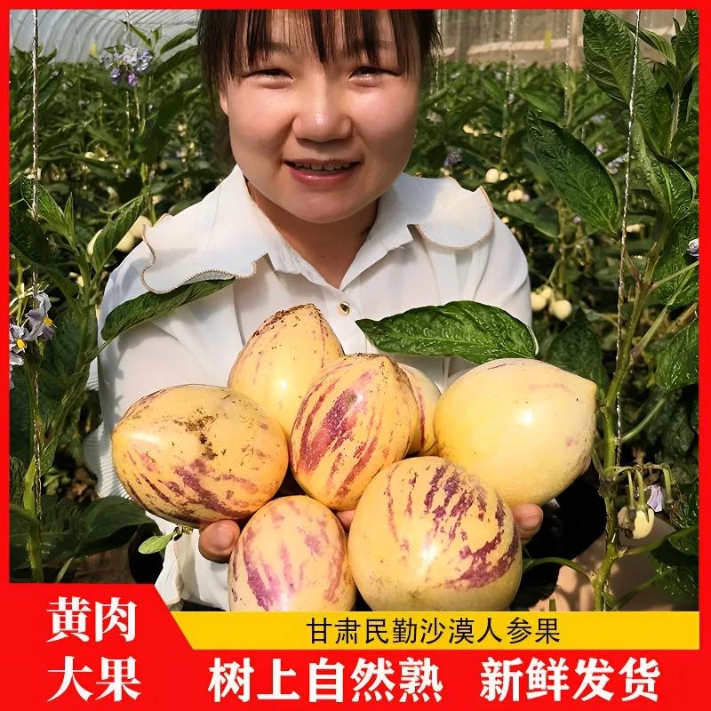 沙漠人参果甘肃民勤黄肉应季新鲜人生果低糖孕妇水果