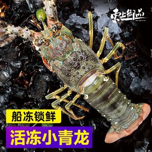 东上御品越南鲜冻小青龙新鲜活冻龙虾海捕澳龙生冻青龙进口海鲜