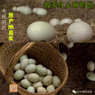 贵州特产三穗麻鸭蛋农家放养青壳绿皮红心新鲜土鸭蛋20枚包邮