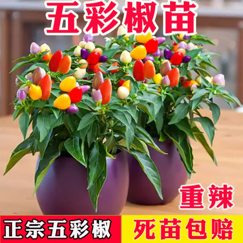 食用五彩椒苗七彩椒苗小米辣椒苗育苗可欣赏彩椒美观阳台盆栽秧苗